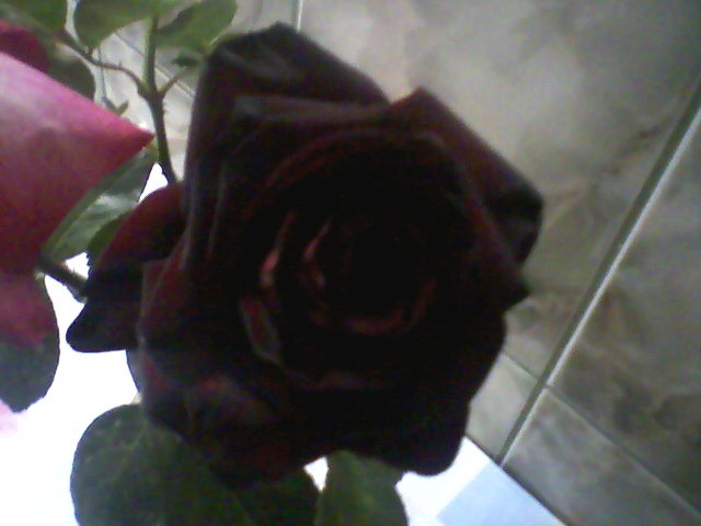 trandafir grena - dragele mele flori 2009