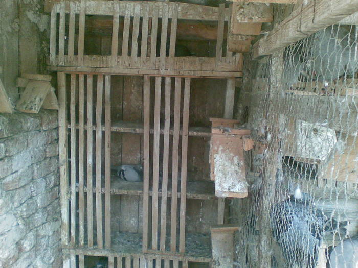 poze (9) - Porumbei voiajori