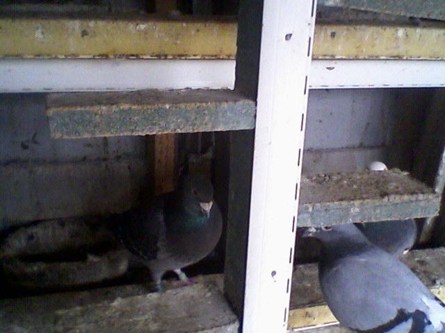 Fotografii-0035 - Porumbeii mei calatori