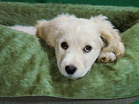 SuperStock_911-130761