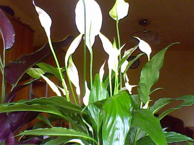 31-08-08_083821 - florile mele