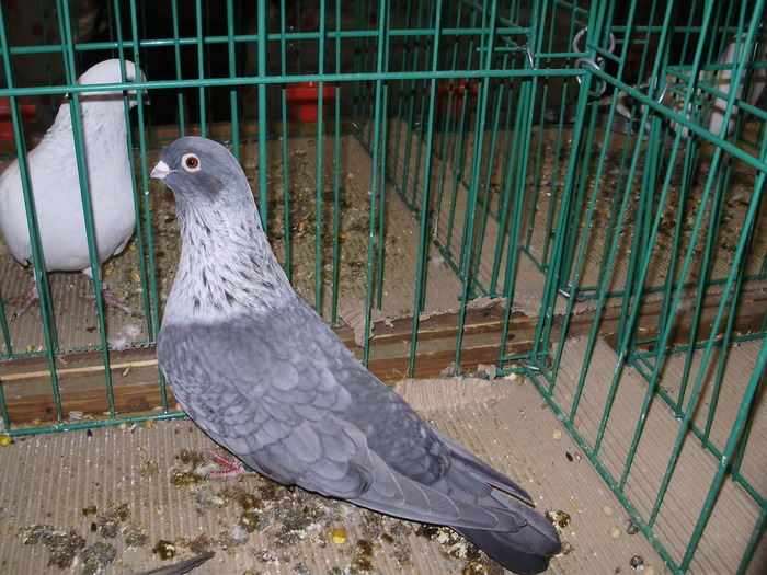 6207 ss 0 - 1507 partea 1b