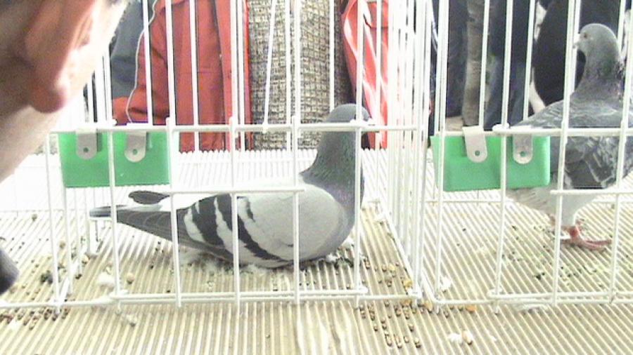 Copy (2) of Picture 1051