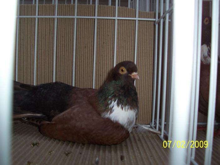 Expo Oradea 2009 052