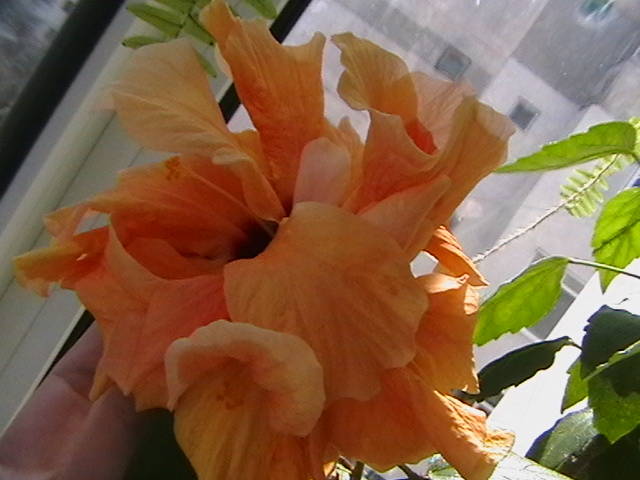 20.03 - hibiscus 2009