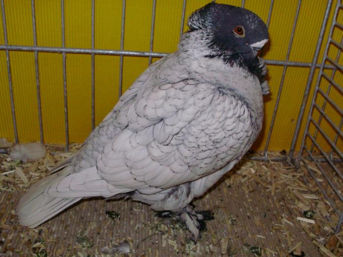 13818x blond 1 - 1505 partea 6