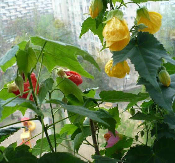 P1100704 - ABUTILONI