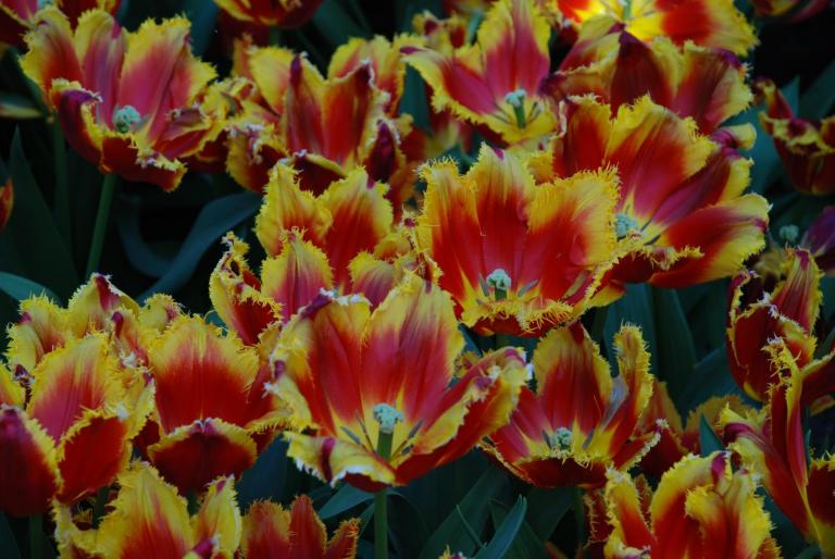 Afbeelding 773 - KEUKENHOF-OLANDA
