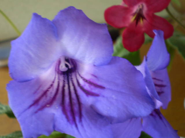 P5161474 - flori de camera 2009-2010