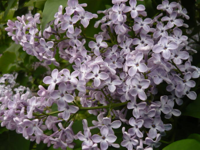 Liliac - Flori TICAU