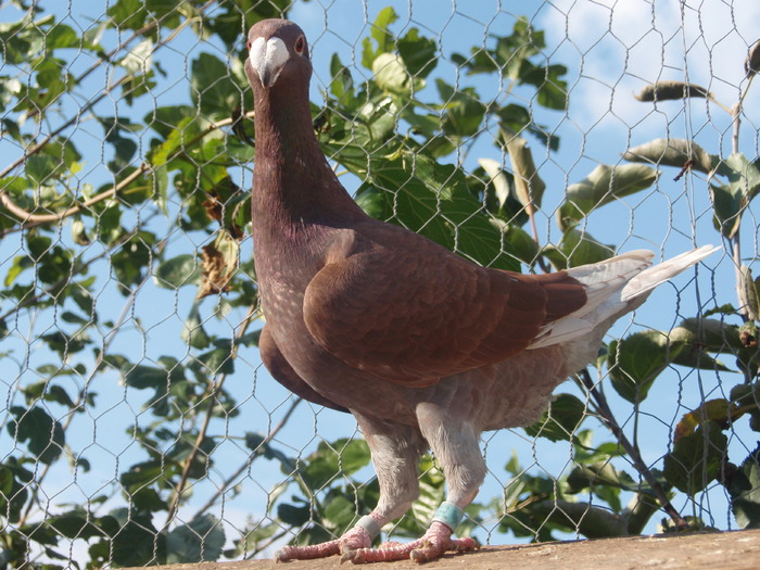 PA211890 - Voiajori Germani de Frumusete