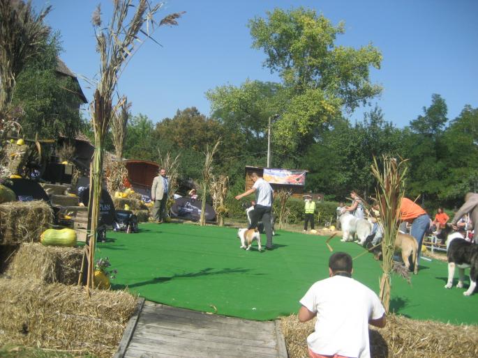 IMG_3285 - EXPO Tg Mures 2008