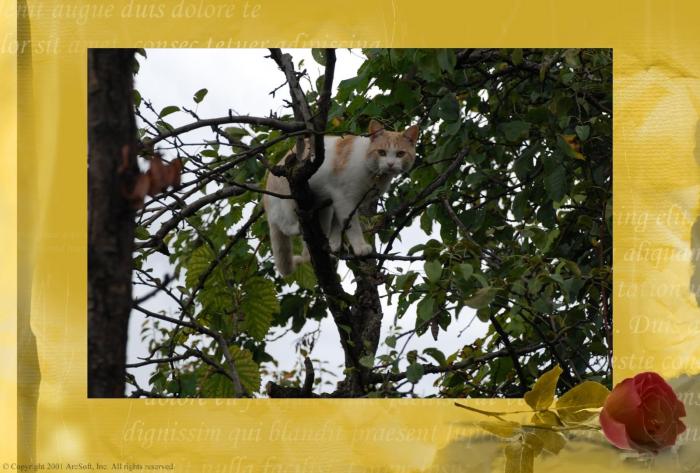 Pisicul meu in copacul din gradina; Pisica mea chiorchil e in copacul meu din gradina!
