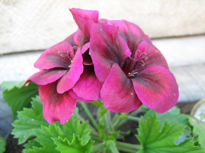 IMG_2512 - floricele