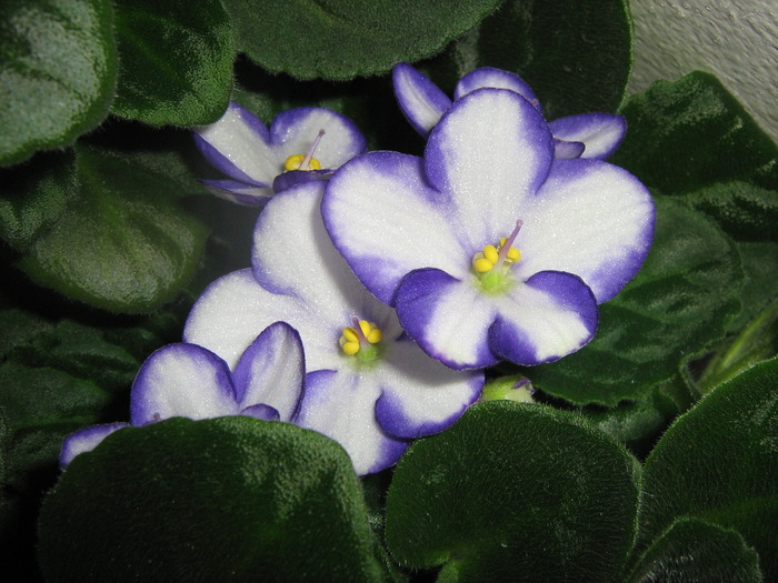 optimara Alabama - violete