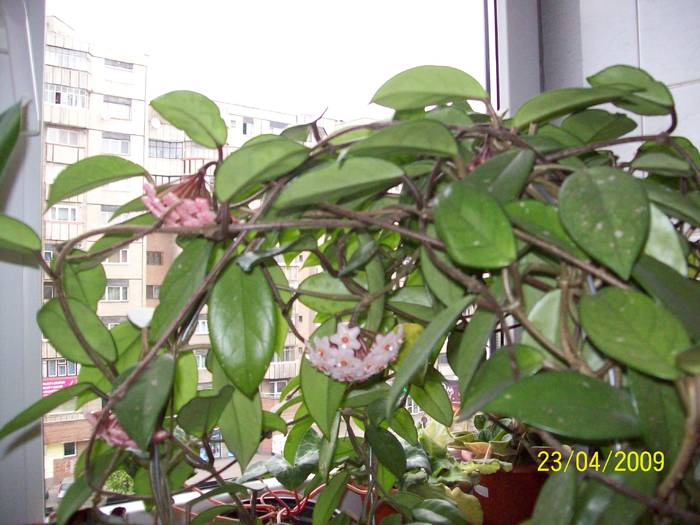 Hoya Carnosa - Miruta sf.apr 2009 - plantele mamei mele