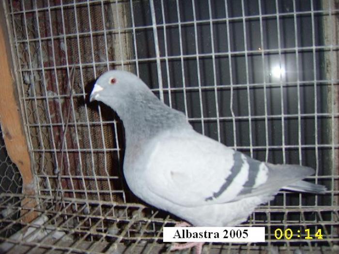 Albastra2005 - Porumbei matca