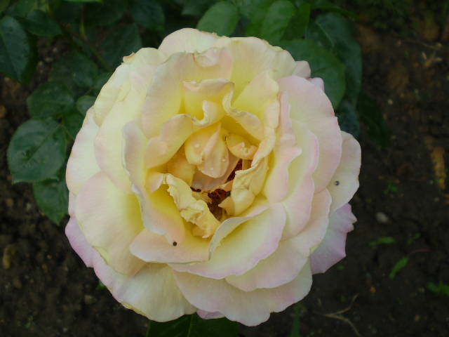 P5171499 - trandafiri