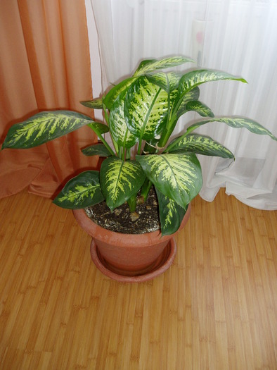 dieffenbachia