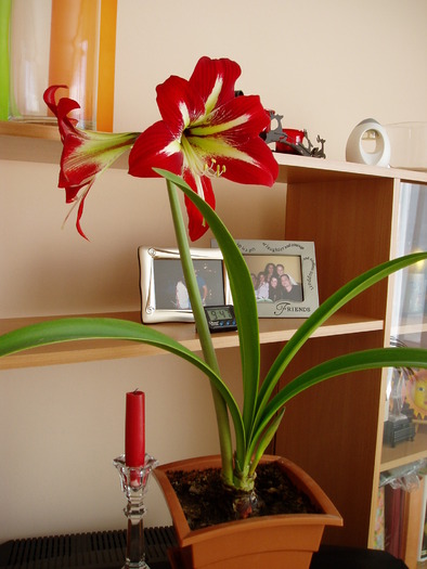 crin amaryllis - Florile mele 2009