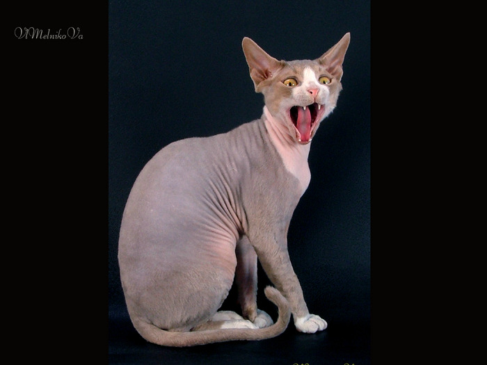 D_265 - Desktop Pisici