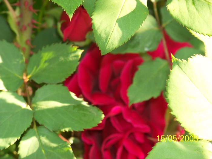 100_1833 - Primavara in curte  Timisoara