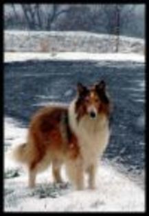 lassie - LASSIE