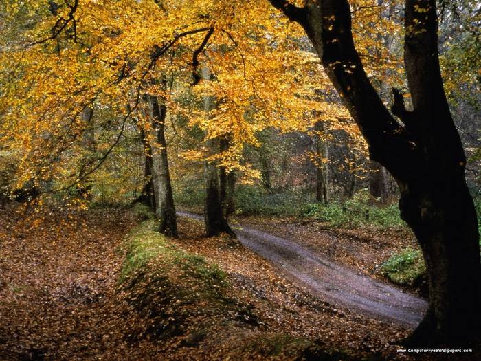 The Road Less Traveled - Very Beautiful Nature Scenes