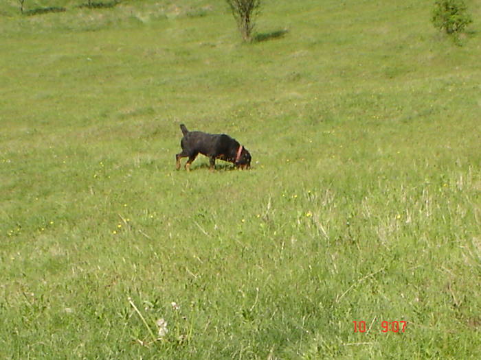 DSC04826 - BELLA poze noi