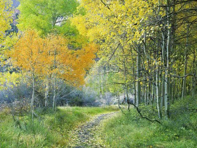 Peisaje Wallpapers_ Paduri Superbe_ Peisaj din California[1]
