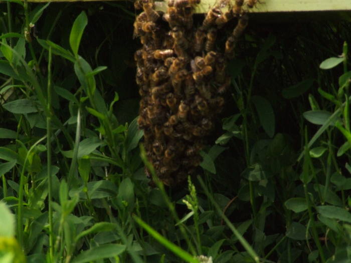 DSCF6134 - apicultura