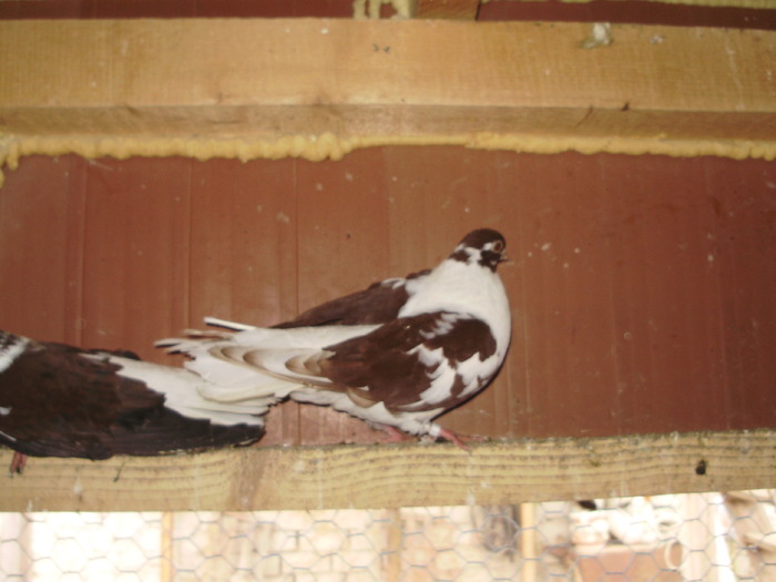 P9061425
