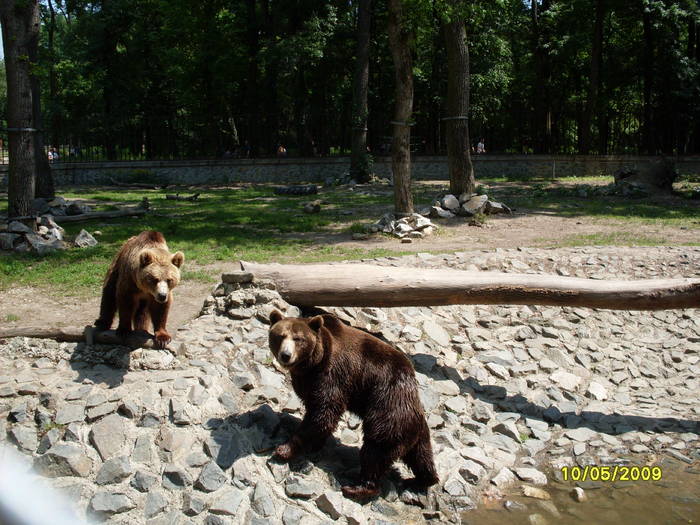 SDC10095 - Gradina zoologica tm