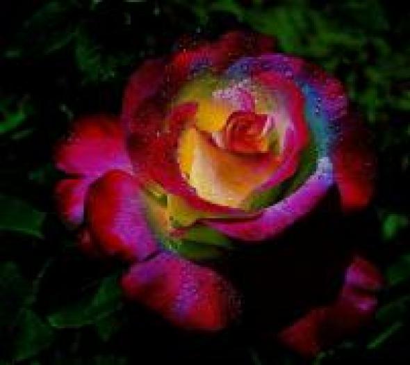 trandafir de curcubeu te-asi iubi mereu mereu, mai - Galeria Distractiei Temani