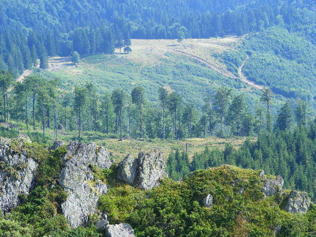 DSCF4474