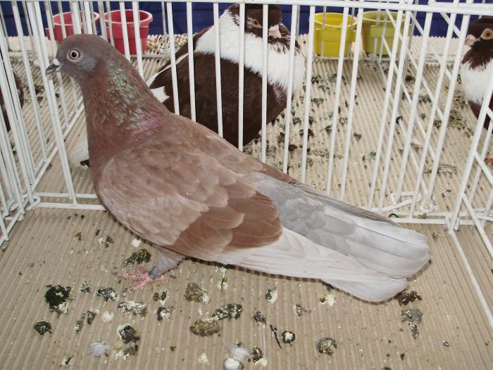 ciung 2 - 1506 2 porumbei rz