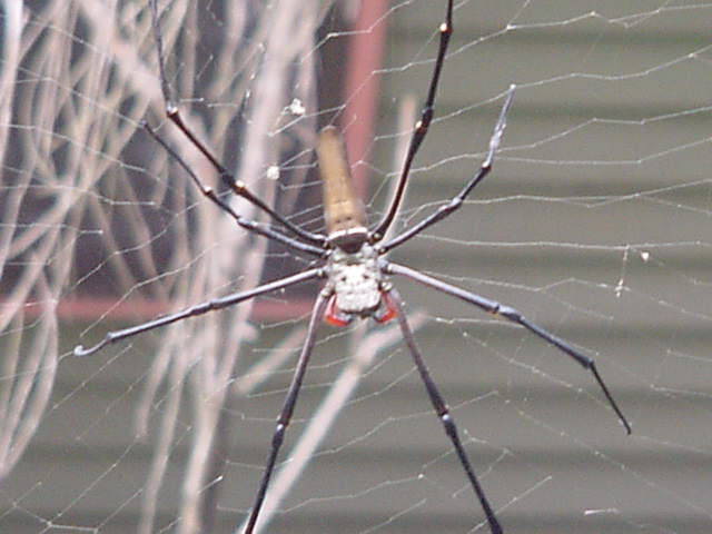 Spider4 - poze insecte