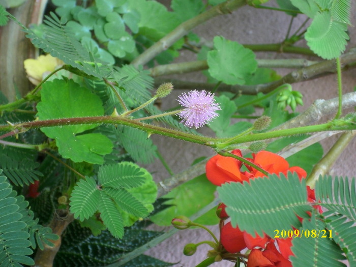 DSCI0054 - mimosa pudica