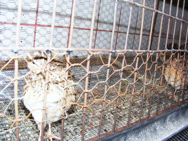 DSCF3375 - Prepelitele mele