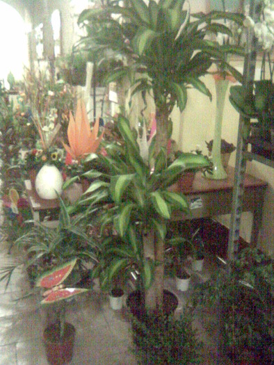 Imag010