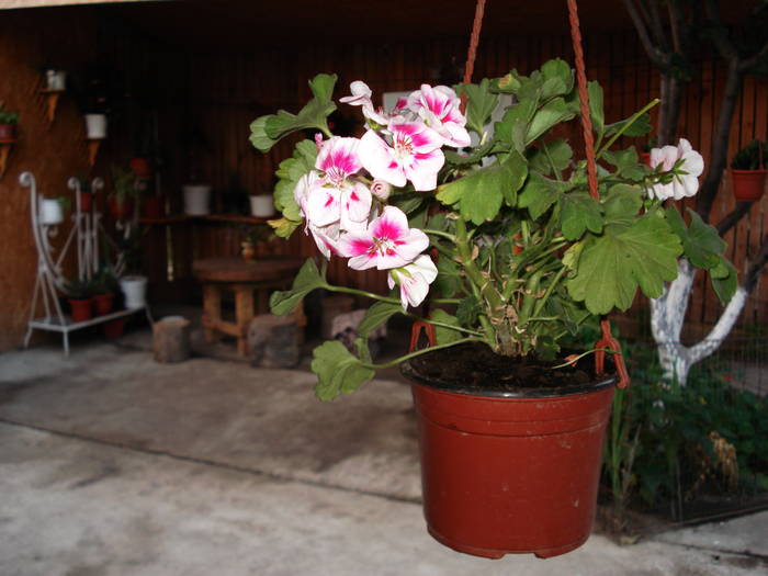 DSC09554