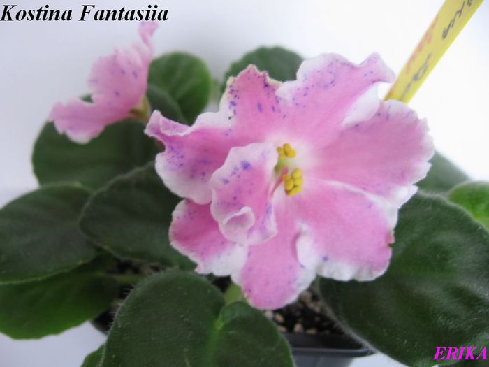 Kostina Fantasiia 2009 jun 6