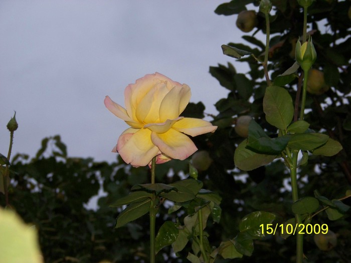 100_2949 - Toamna in curte  Timisoara