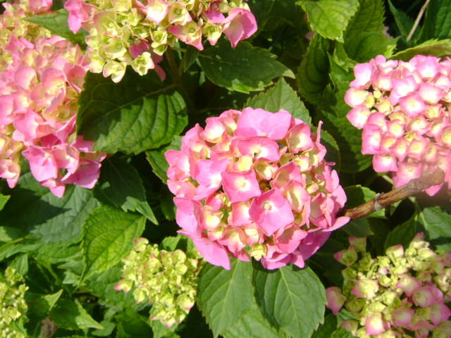 HORTENSIA - florile mele -2009