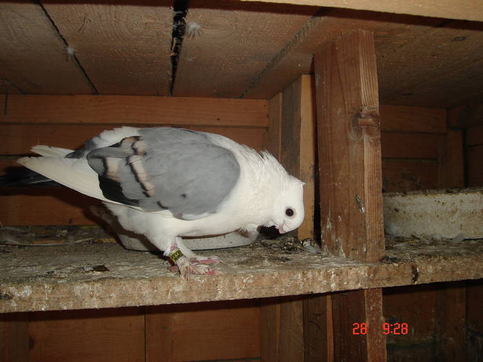 51 - C Porumbei Blueti si Satineti Vechi