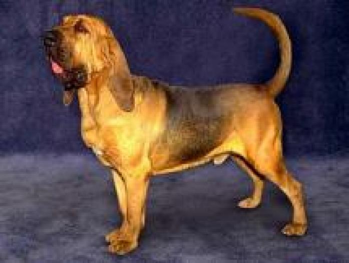 m_bloodhound_01