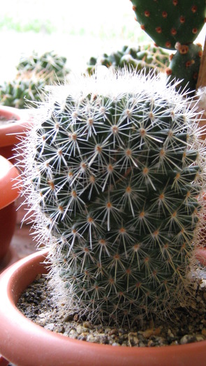 mammillaria nunezii - cactusii mei