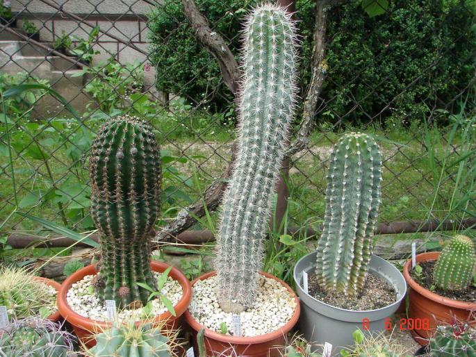 Pachycereus pringlei & Echinopsis