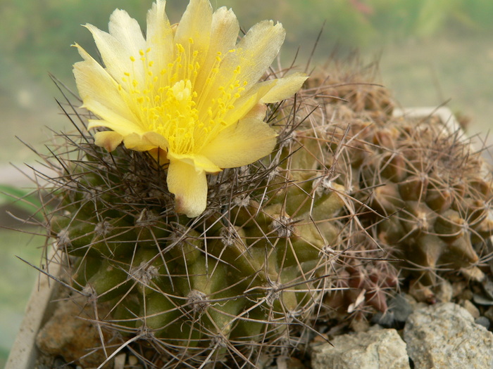 copiapoa_1