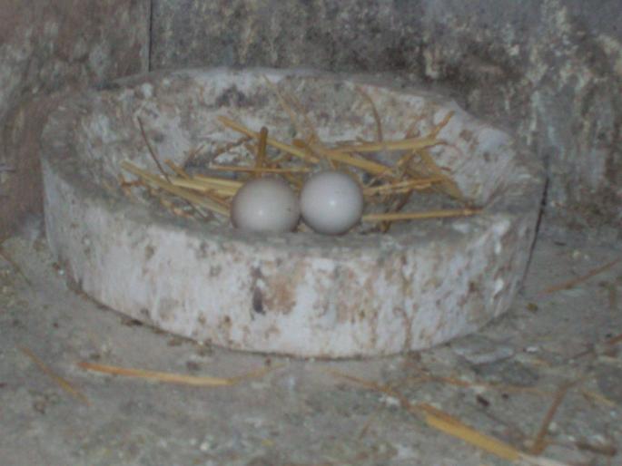 100_0049 - porumbei matca 2008